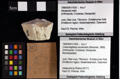 Foto (Objket + Etiketten) von Cracensigillatus acutirostrus (Moericke, 1889) 